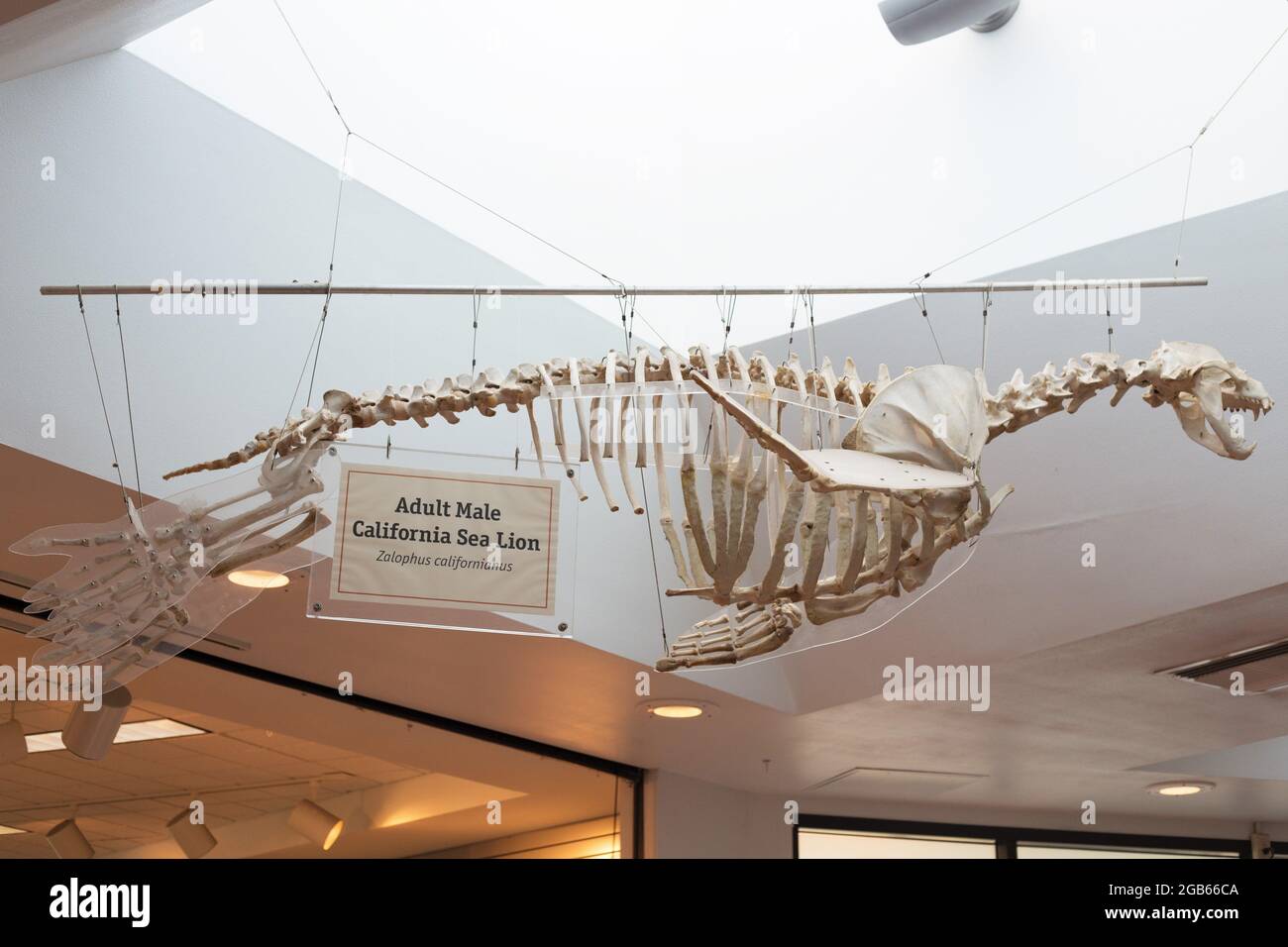 Lo scheletro di un leone californiano maschile adulto, appeso al soffitto di un centro di educazione marina. Foto Stock