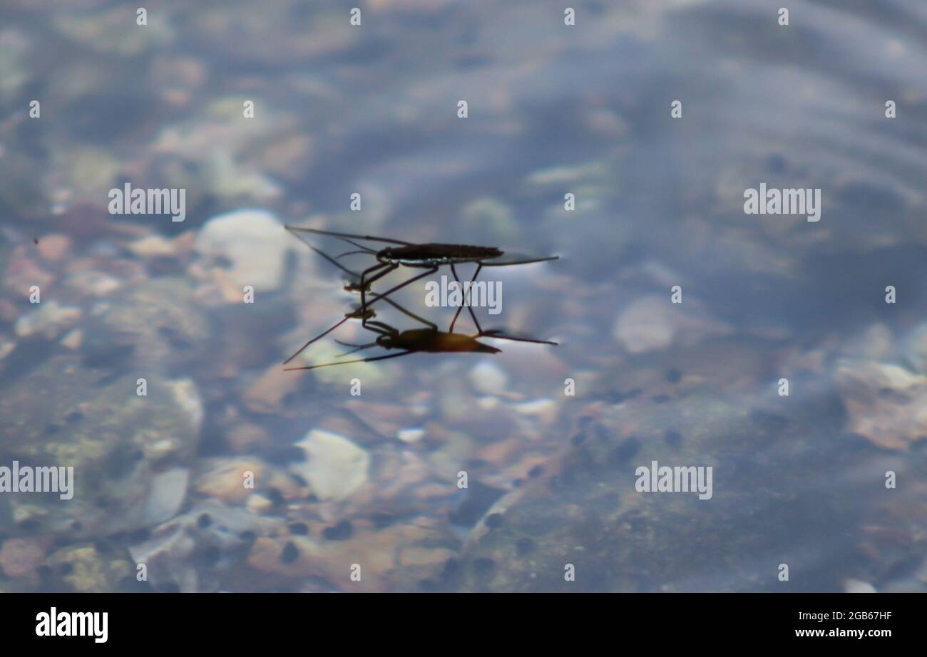 Bug Foto Stock