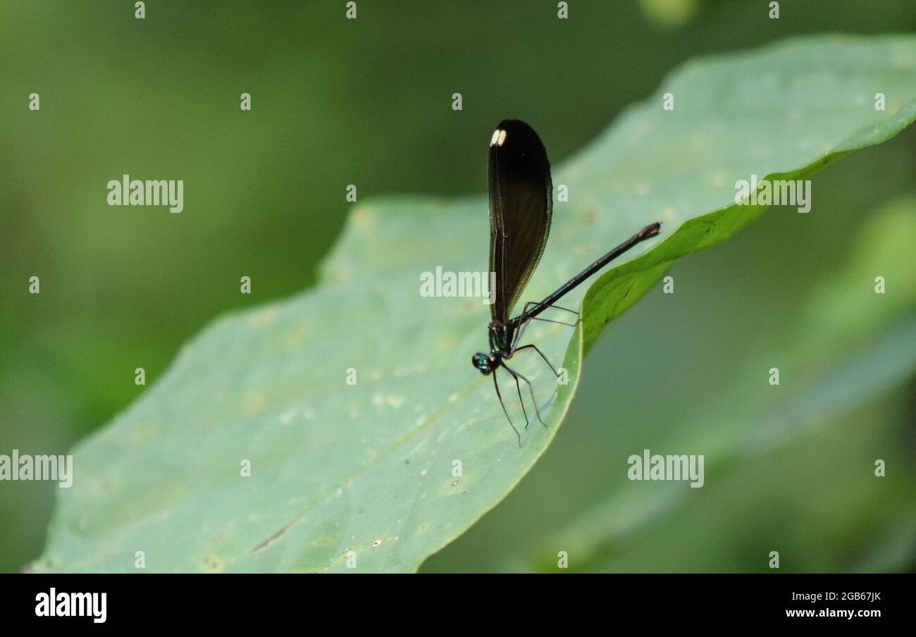 Libellula Foto Stock