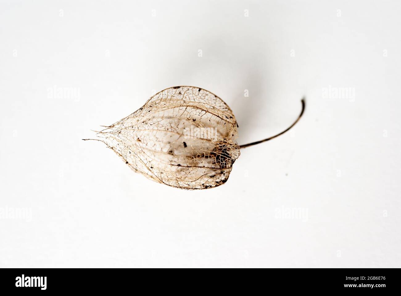 baccello di goseberry seewthrough su uno sfondo bianco arte minima della parete molto semplice Foto Stock baccello di goseberry seewthrough su uno sfondo bianco arte minima della parete molto semplice Foto Stock