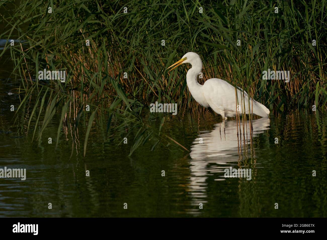 Great White Egret (Ardea alba) caccia tra le canne lungo il bordo di un lago a Ham Wall nel Somerset, Regno Unito. Foto Stock