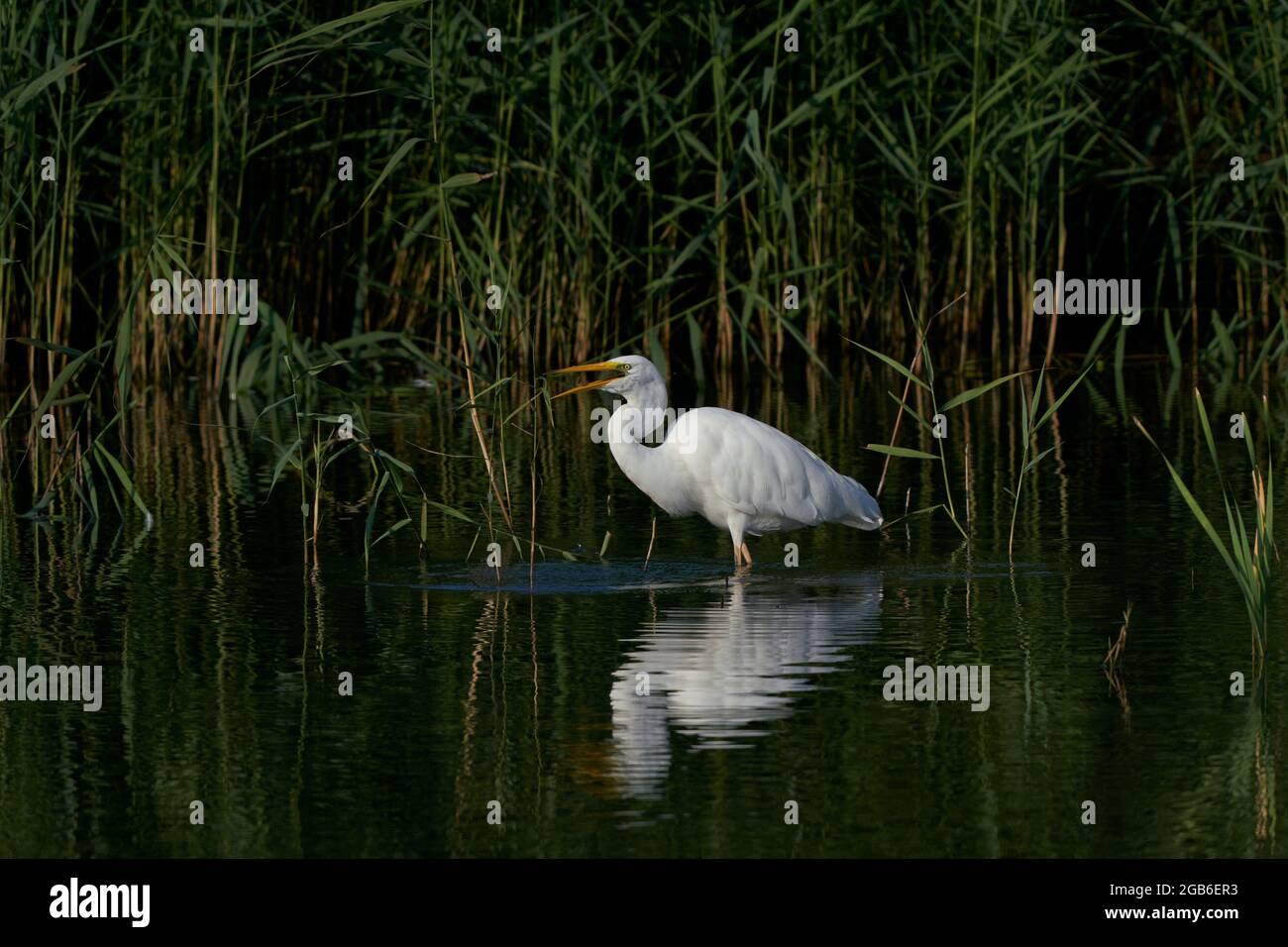Great White Egret (Ardea alba) caccia tra le canne lungo il bordo di un lago a Ham Wall nel Somerset, Regno Unito. Foto Stock