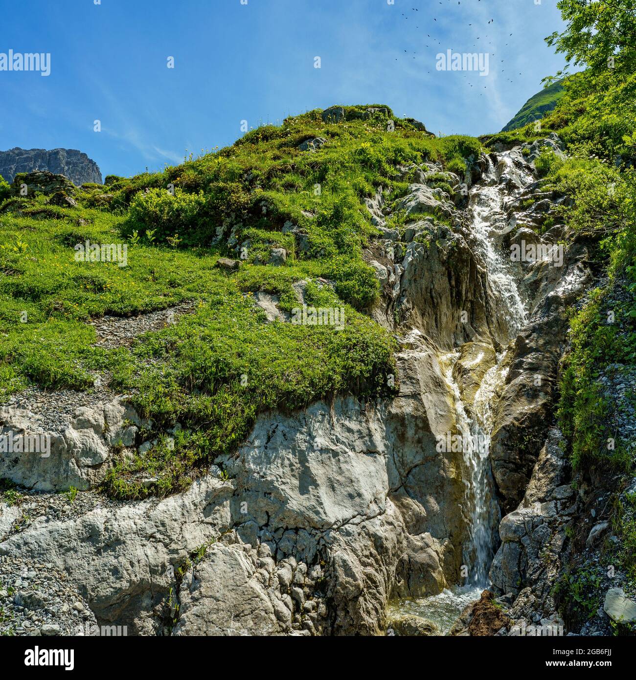 wilder Bach in den Bergen vom Grosswalsertal, an der Roten Wand, fliesst durch blumenübersäte Alpwiesen den Steilen Abhang hinunter. Alpenrosen Foto Stock
