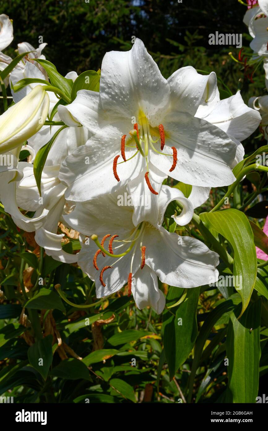 Gigli asiatici, bianchi, fiori coltivati, giardino, natura, Lilium, primo piano, Pennsylvania, Stati Uniti Foto Stock