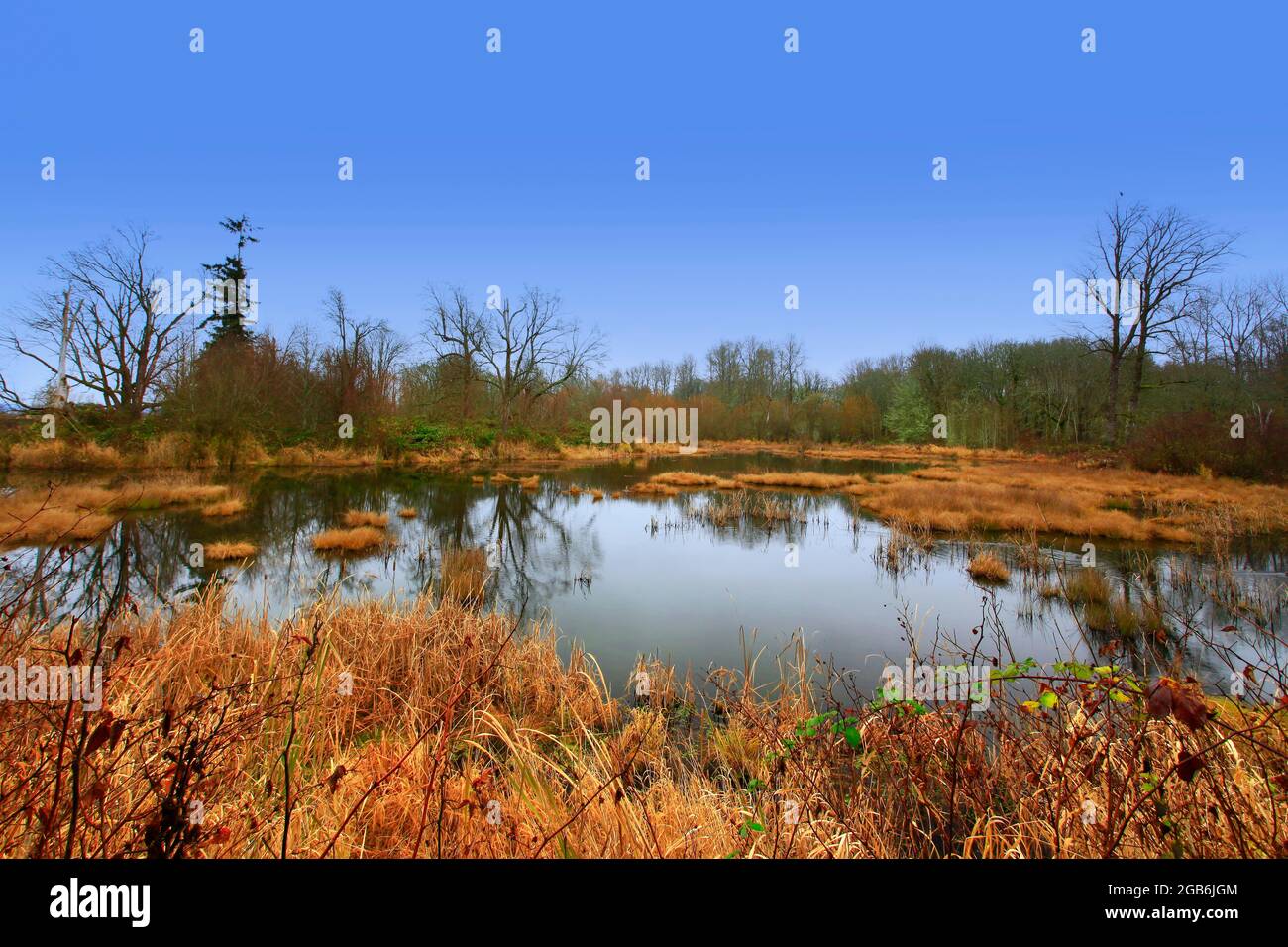 Una foto esterna di una foresta e di zone umide del Pacifico nord-occidentale Foto Stock