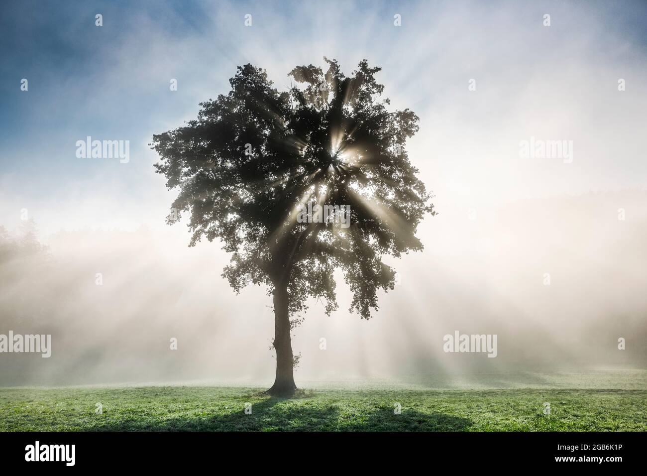 Botanica, quercia, un albero in nebbia, Oberland Bernese, Svizzera, NESSUN-USO-ESCLUSIVO PER CARTA-BIGLIETTO-DI-AUGURI-PIEGHEVOLE-USO-CARTOLINA Foto Stock