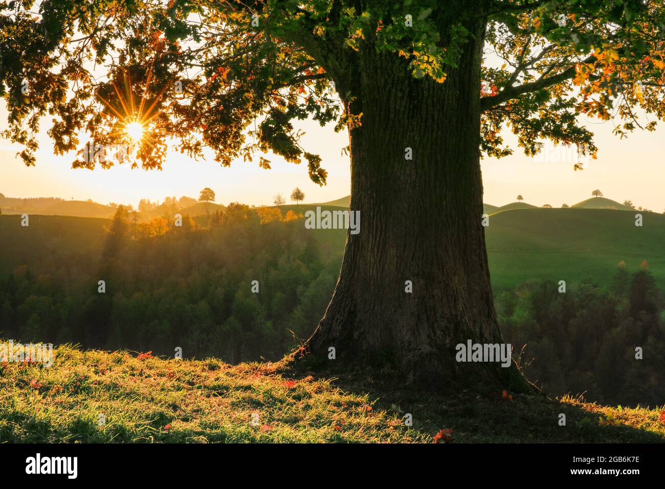 Botanica, quercia, quercia comune vecchia (Quercus robur), Hirzelpass, Svizzera, USO-NON-ESCLUSIVO PER CARTA-BIGLIETTI-BIGLIETTI-DI-AUGURI-PIEGHEVOLI-USO-CARTOLINA Foto Stock