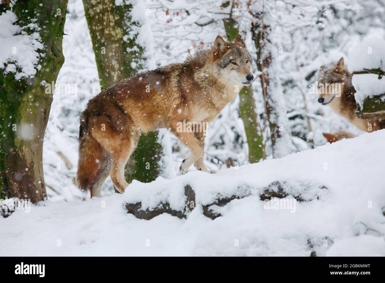 zoologia / Animali, mammiferi (mammalia), lupo, lupo comune, lupo europeo, USO-NON-ESCLUSIVO-PER-BIGLIETTI-BIGLIETTI-AUGURI-PIEGHEVOLI-USO-CARTOLINA Foto Stock