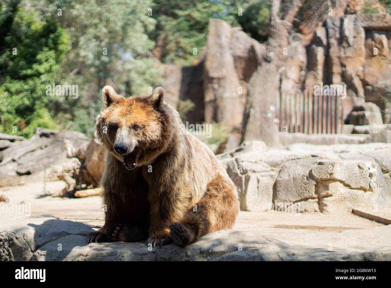 Orso bruno seduto su una roccia in uno zoo Foto Stock