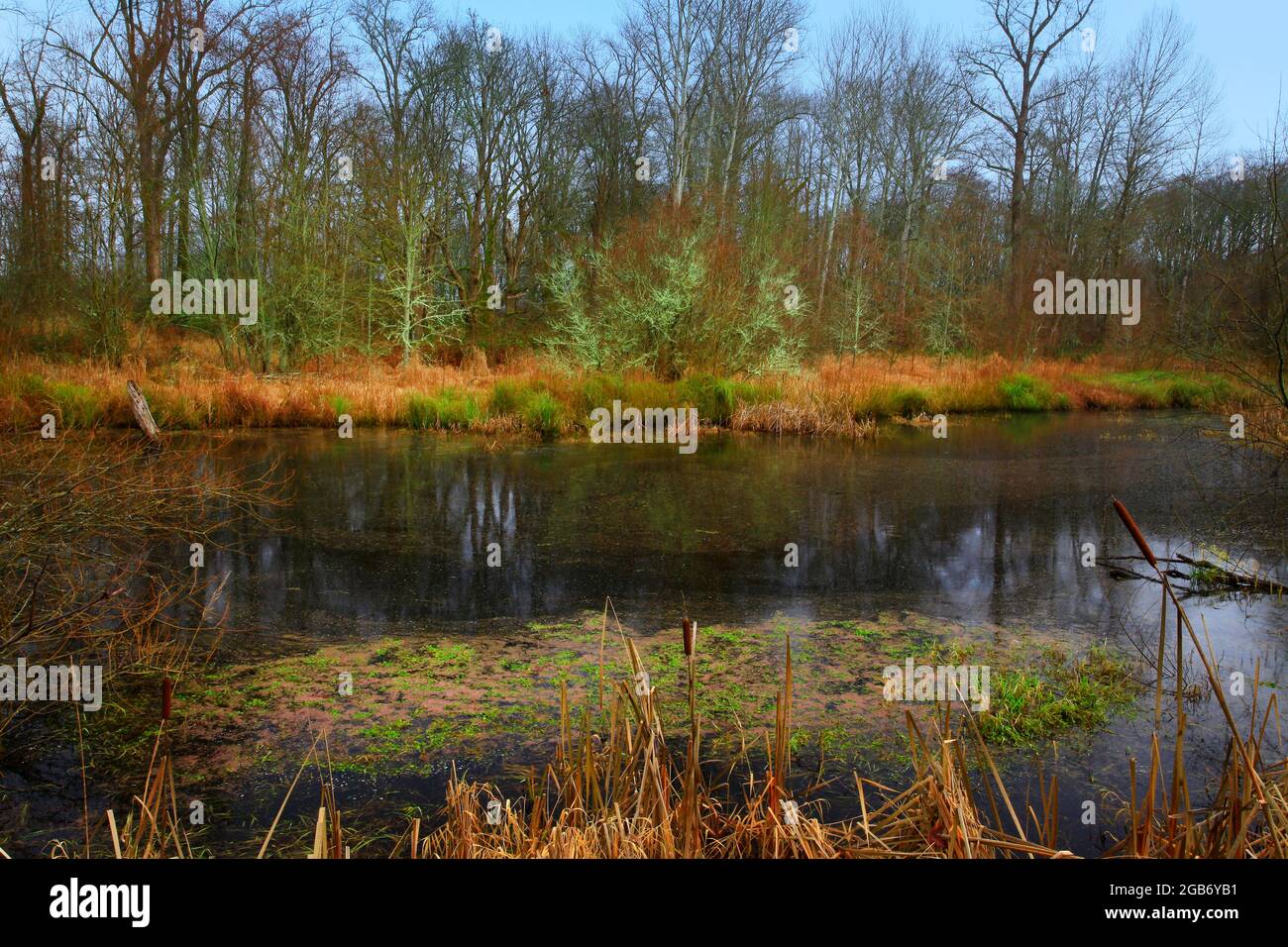 Una foto esterna di una foresta e di zone umide del Pacifico nord-occidentale Foto Stock