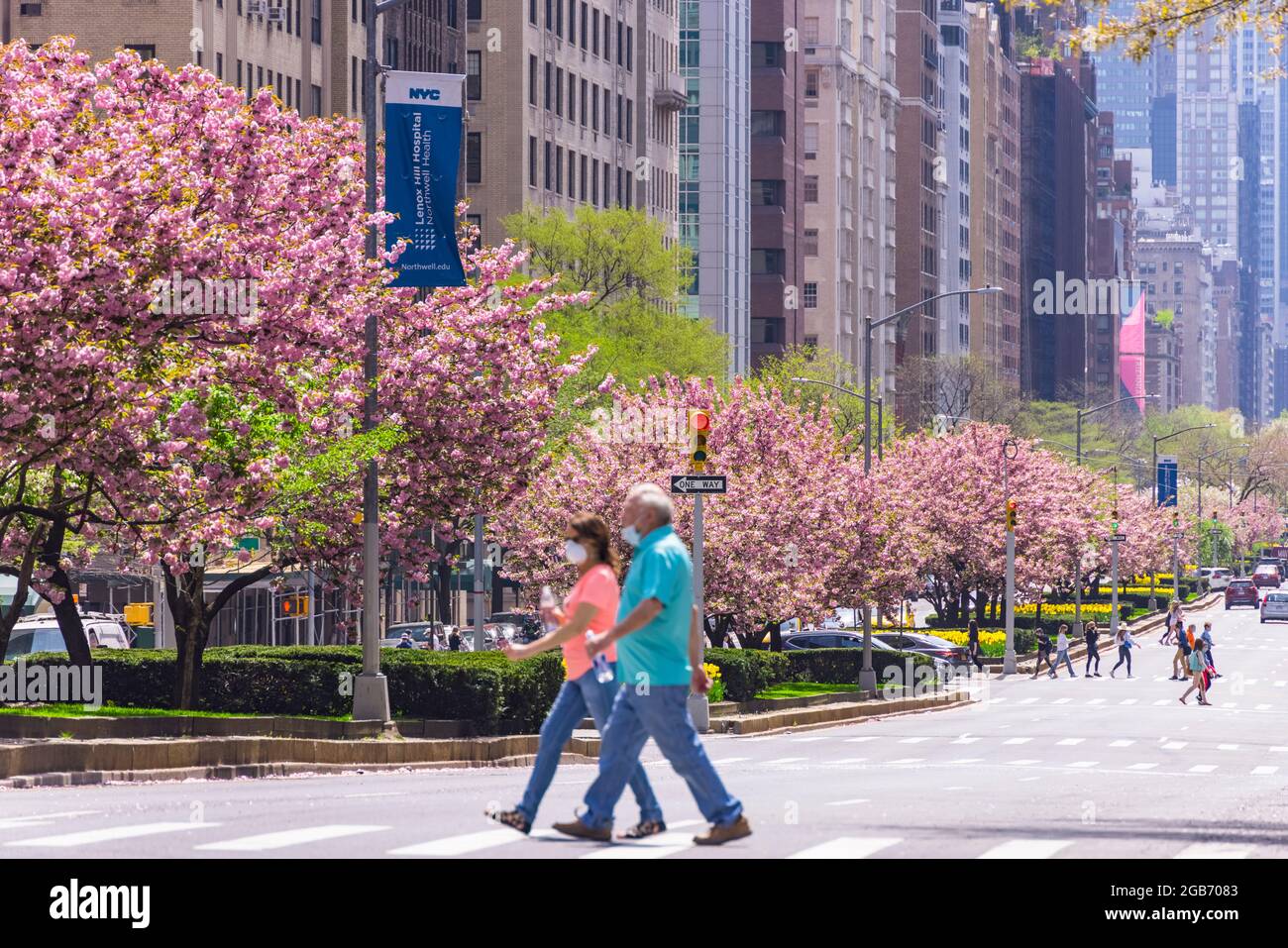 I ciliegi in fiore sono in piena fioritura a Park Avenue nel mezzo della Pandemic NYC. Foto Stock
