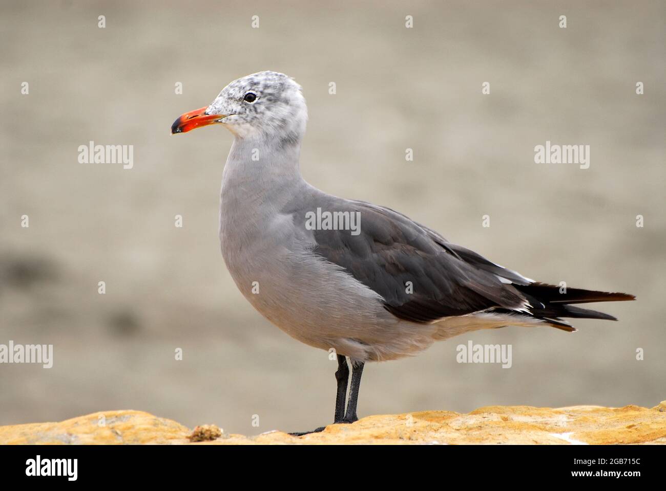 Giovane gabbiano di Heermann Foto Stock