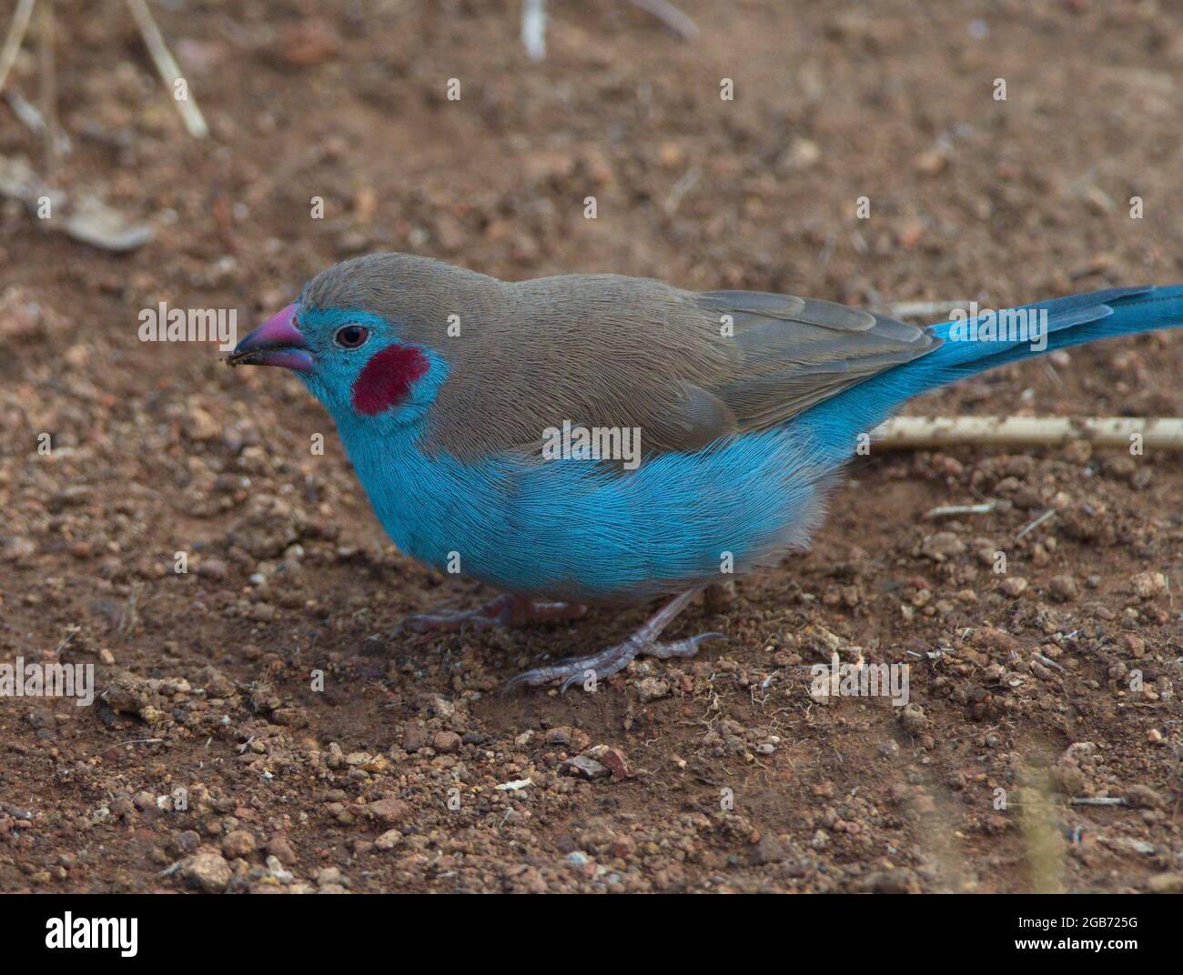 Closeup di Cordon-bleu (Uraeginthus bengalus) colibrì rosso colorato sul lago Tana, Gorgora, Etiopia. Foto Stock