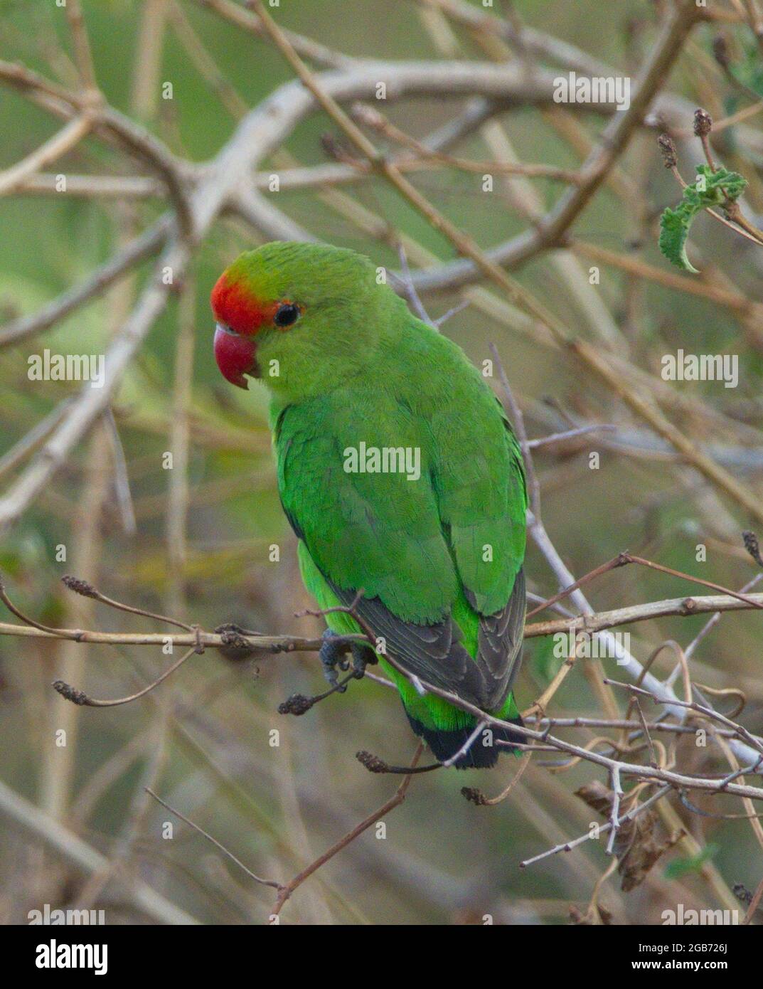 Closeup di colorato avebird alato nero (Agapornis taranta) che riposa in albero Lago Tana, Gorgora, Etiopia. Foto Stock