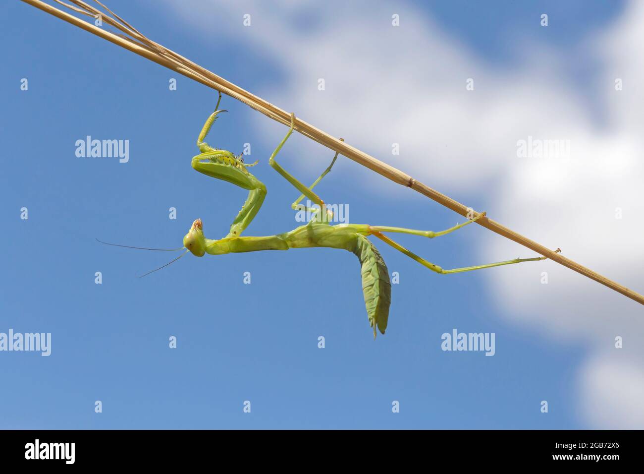 primo piano di mantis seduta capovolta su gambo asciutto contro cielo con le nuvole Foto Stock