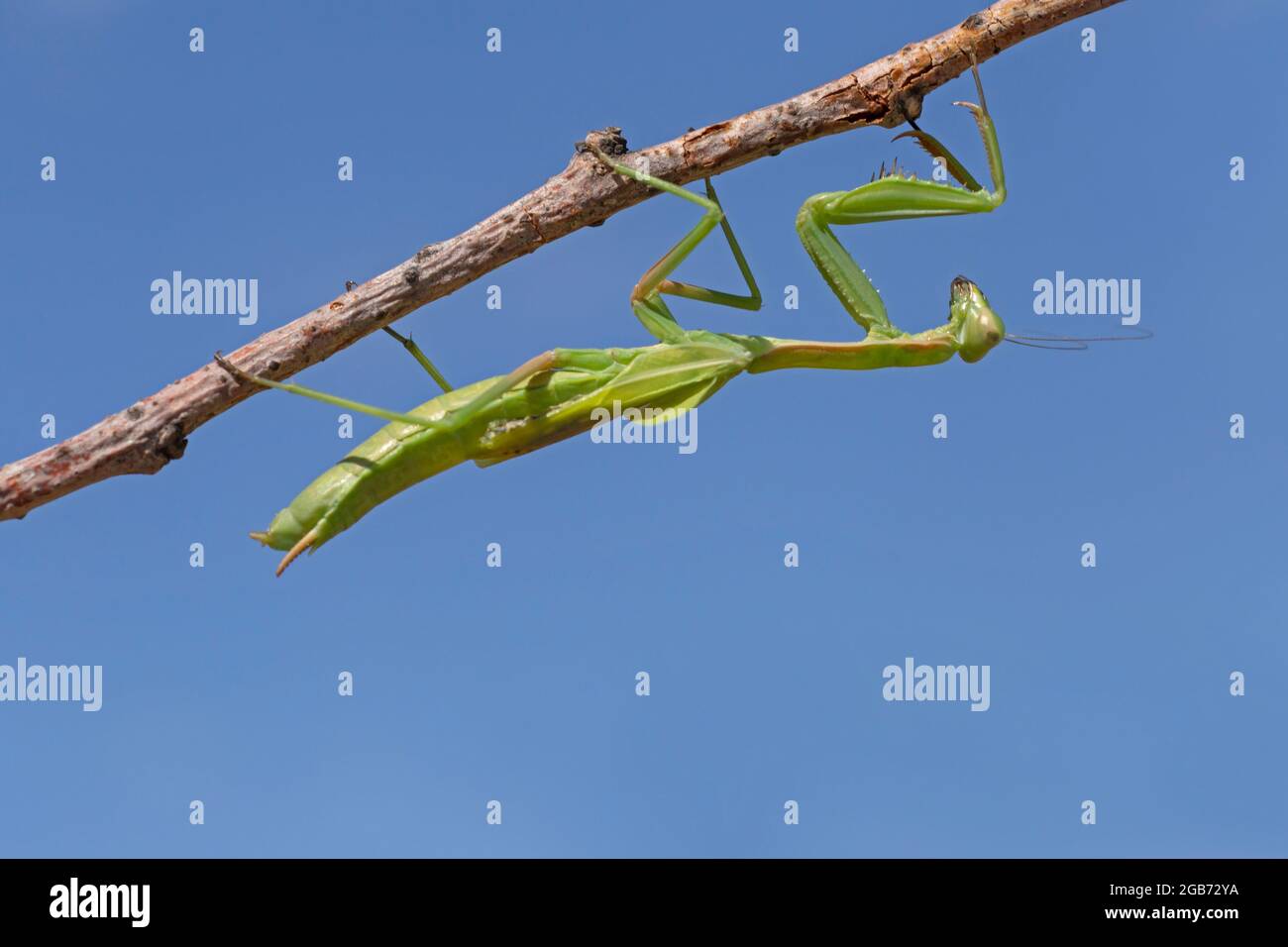 mantis verde seduto capovolto su gambo asciutto contro cielo blu Foto Stock