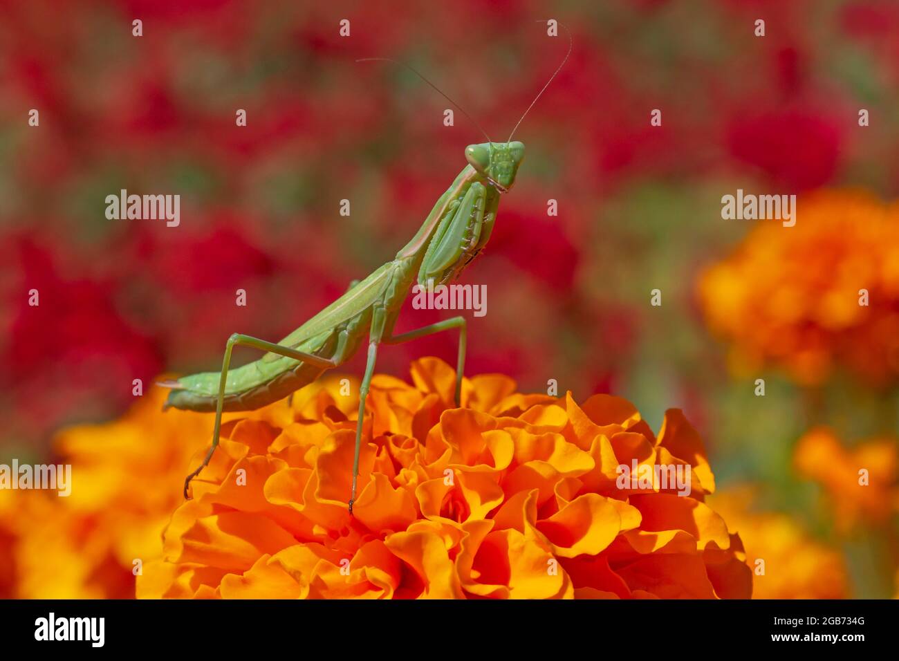 primo piano di mantis verde seduta su fiore marigold Foto Stock
