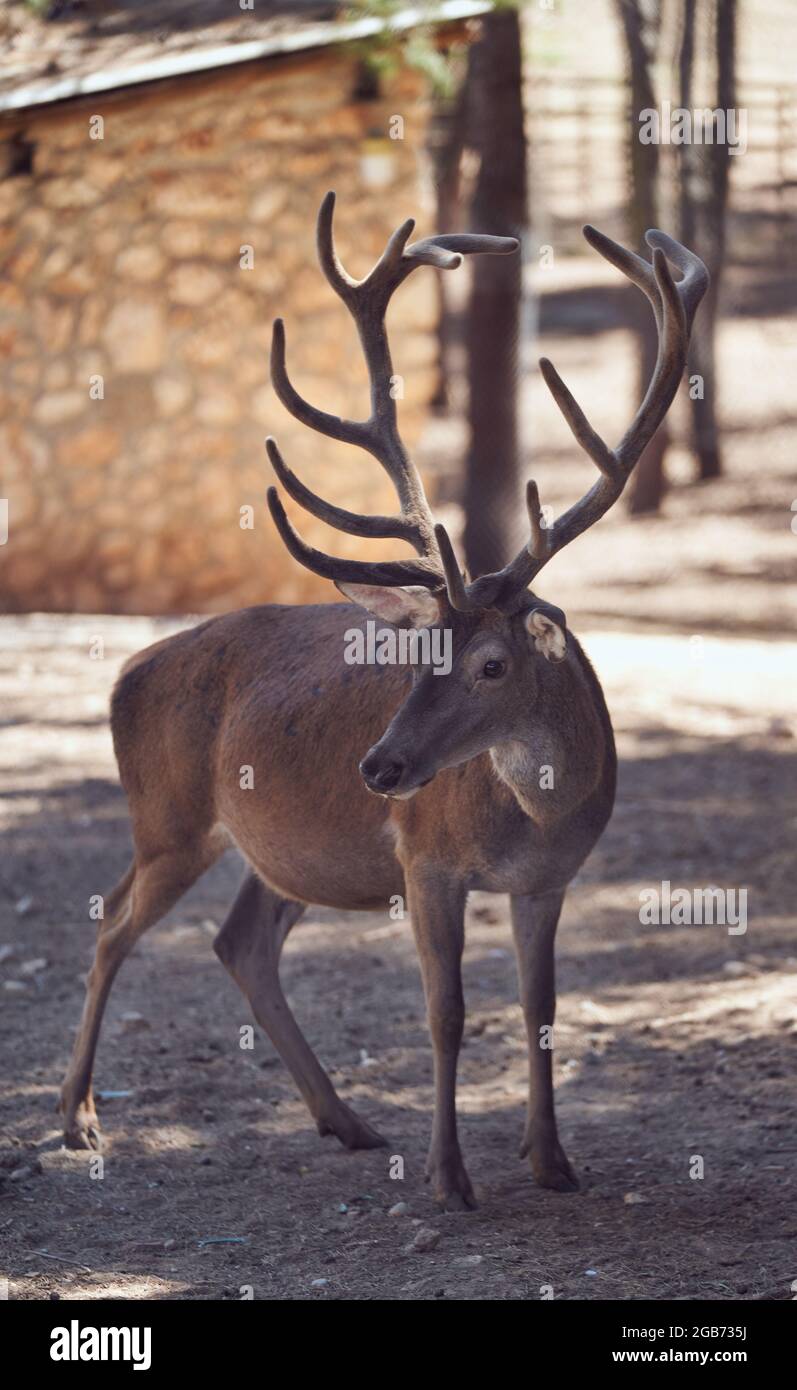 Cervi solitari con grandi antlers in un parco Foto Stock