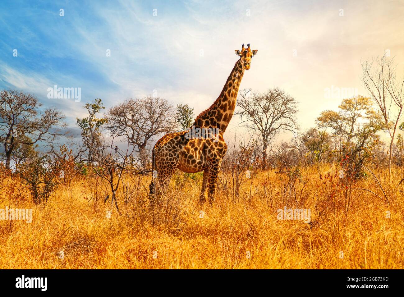 Panorama al tramonto della savana con giraffa al Parco Nazionale di Krueger, Sud Africa Foto Stock