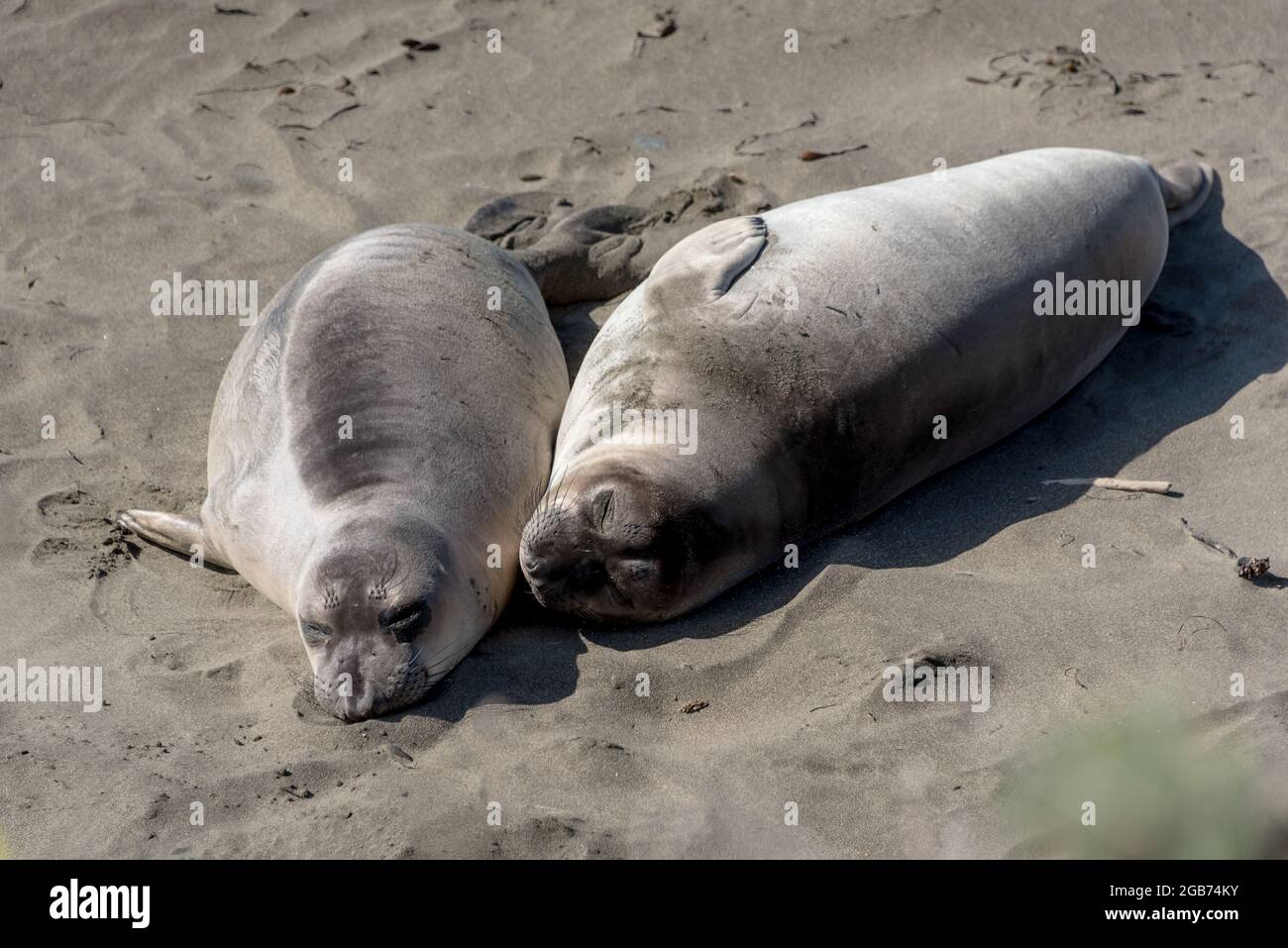 Un paio di giovani elefanti foche del nord dormono accanto l'uno all'altro, parte della colonia di elefanti di piedras Blancas sulla costa centrale della California. Foto Stock