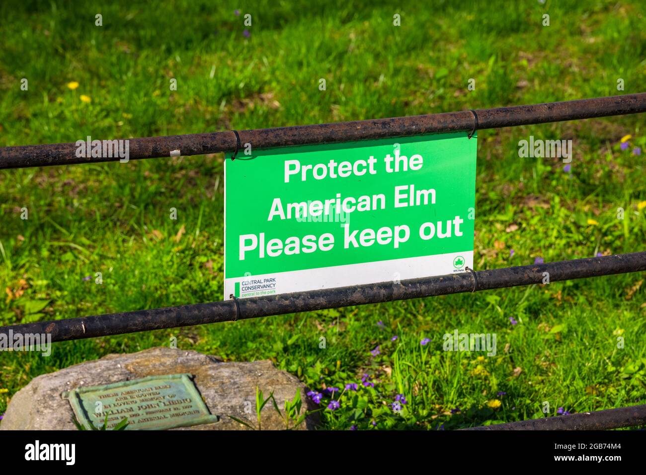 Cartello all'American Elm per proteggere il prato in Central Park Foto Stock