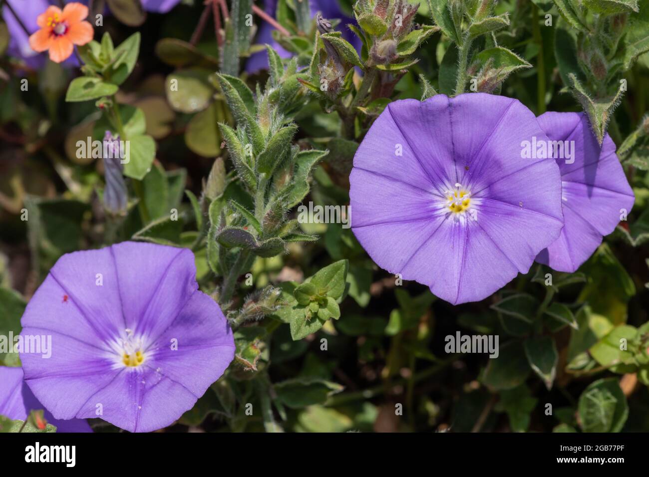 Primo piano di un blu terra convolvulus (convolvulus sabatius) fiori in fiore Foto Stock