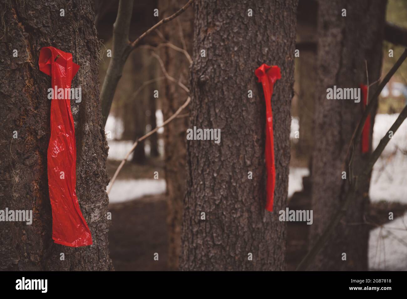 Bandiere rosse che marchano gli alberi di abete da tagliare e rimuovere Foto Stock