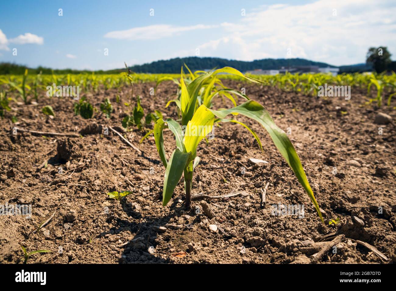 Campo verde con mais giovane alla luce del sole Foto Stock