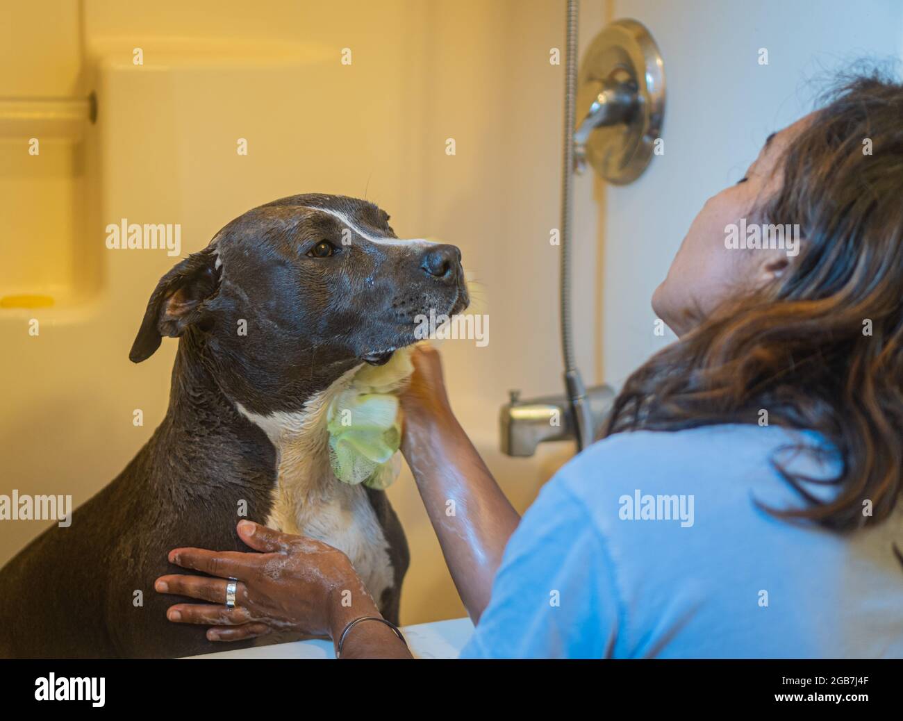 Gray American staffordshire terrier godendo di un bagno con loofah e shampoo Foto Stock