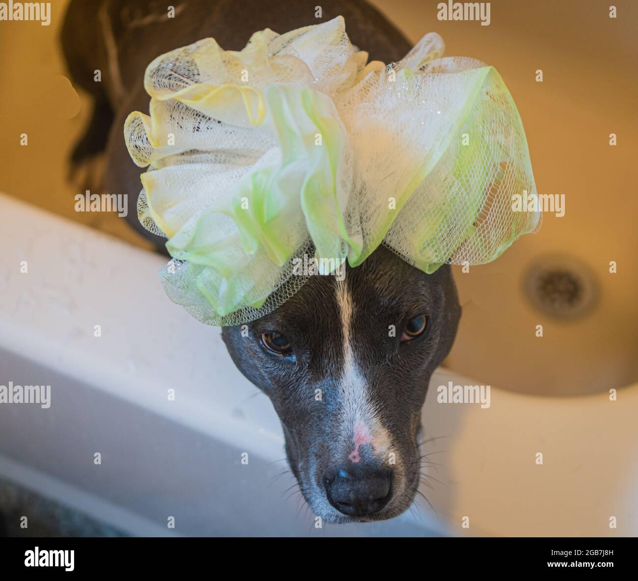 Gray American staffordshire terrier godendo di un bagno con loofah e shampoo Foto Stock