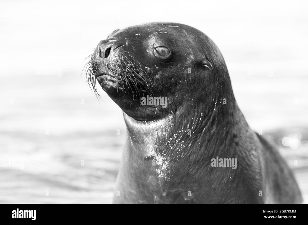 Sea Lion Pup, Patagonia , Penisola Valdes, Patrimonio Mondiale dell'UNESCO, Provincia di Chubut, Patagonia, Argentina. Foto Stock