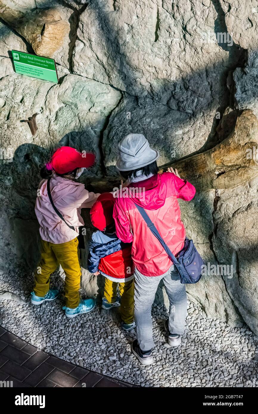 I visitatori possono toccare delle vere ossa dei dinosauri nella Quarry Exhibit Hall, Dinosaur National Monument al confine tra Utah e Colorado, USA [No mod Foto Stock
