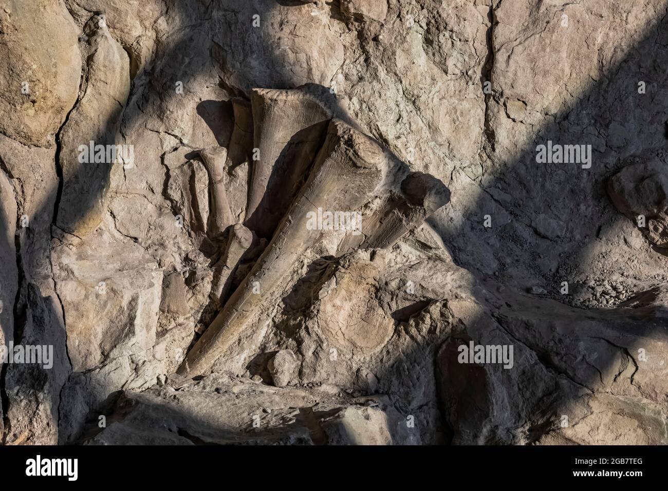 Spettacolare mostra di ossa di dinosauro scavate in situ dai paleoltologi nella Sala Esposizioni di Cave, Dinosaur National Monument al confine con lo Utah An Foto Stock