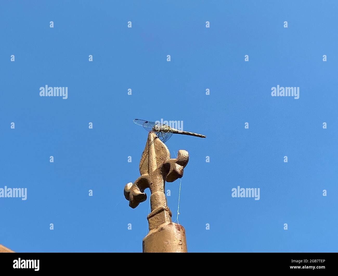 Foto ravvicinata di una libellula appollaiata sulla parte superiore di un palo metallico di recinzione contro un cielo azzurro. Immagine minimalista della fauna selvatica con ampio Foto Stock