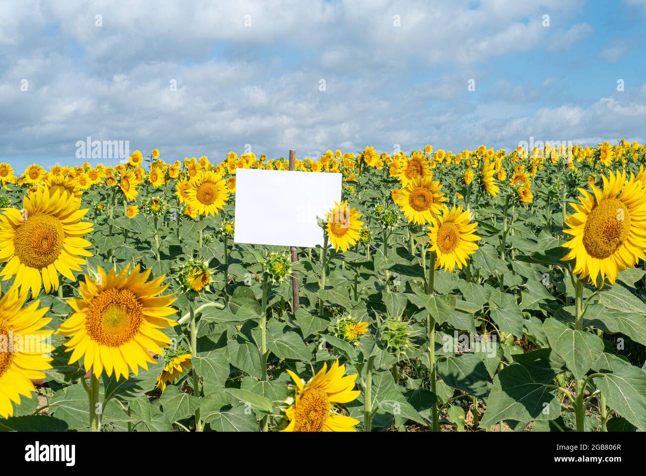 Scena mock-up di cancelleria estiva. Cartello vuoto tra un bellissimo campo di girasole fiorito. Concetto di gioia, festa e matrimonio estivo. Spazio di copia Foto Stock