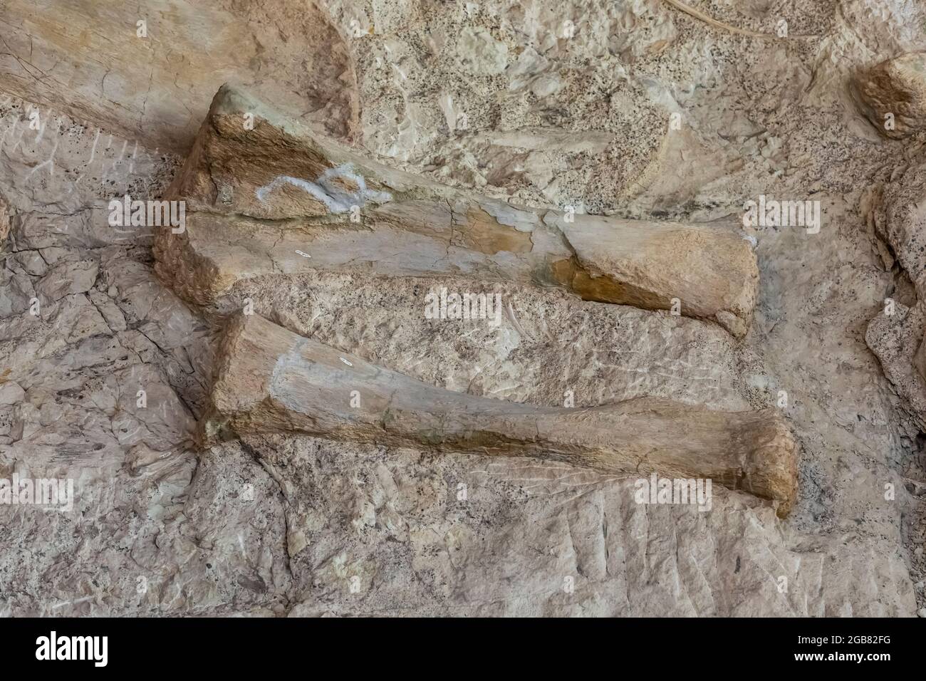 Spettacolare mostra di ossa di dinosauro scavate in situ dai paleoltologi nella Sala Esposizioni di Cave, Dinosaur National Monument al confine con lo Utah An Foto Stock