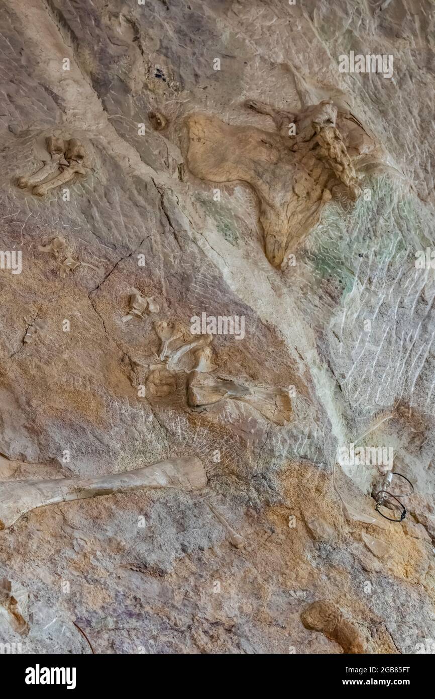 Spettacolare mostra di ossa di dinosauro scavate in situ dai paleoltologi nella Sala Esposizioni di Cave, Dinosaur National Monument al confine con lo Utah An Foto Stock