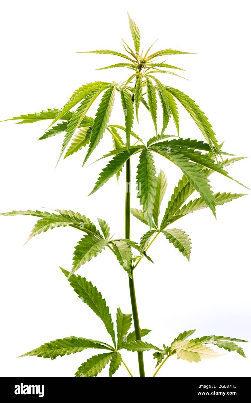 Legal Green Marijuana Cannabis Sprout su sfondo bianco. Isolare Cannabis su sfondo bianco. Bella Cannabis isolato. Marijuana Cannabis pianta Foto Stock