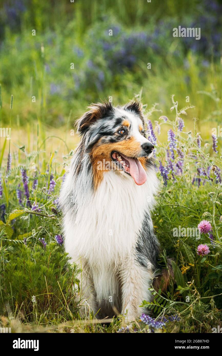 Simpatico cane Pastore Australiano Rosso e Bianco seduto in erba Verde con fiori in fiore viola. Aussie è una razza di cane di medie dimensioni che è stato Foto Stock