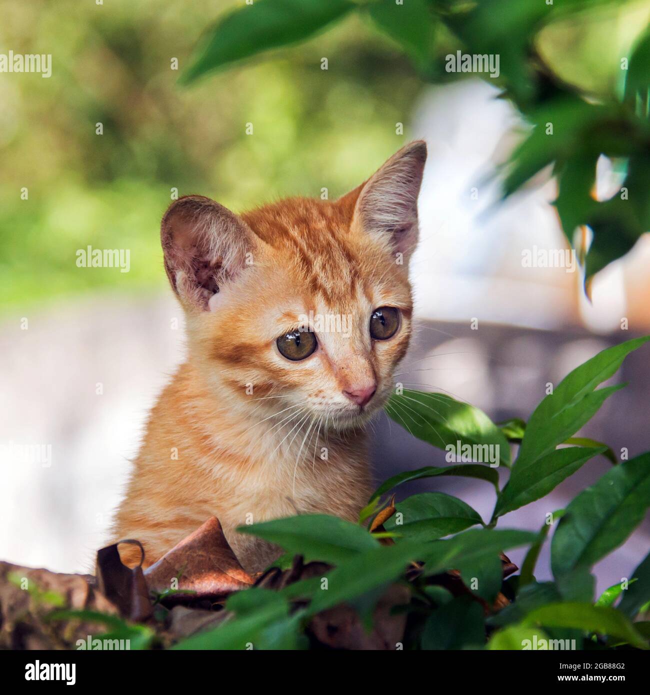 un gattino seduto su un ramo Foto Stock