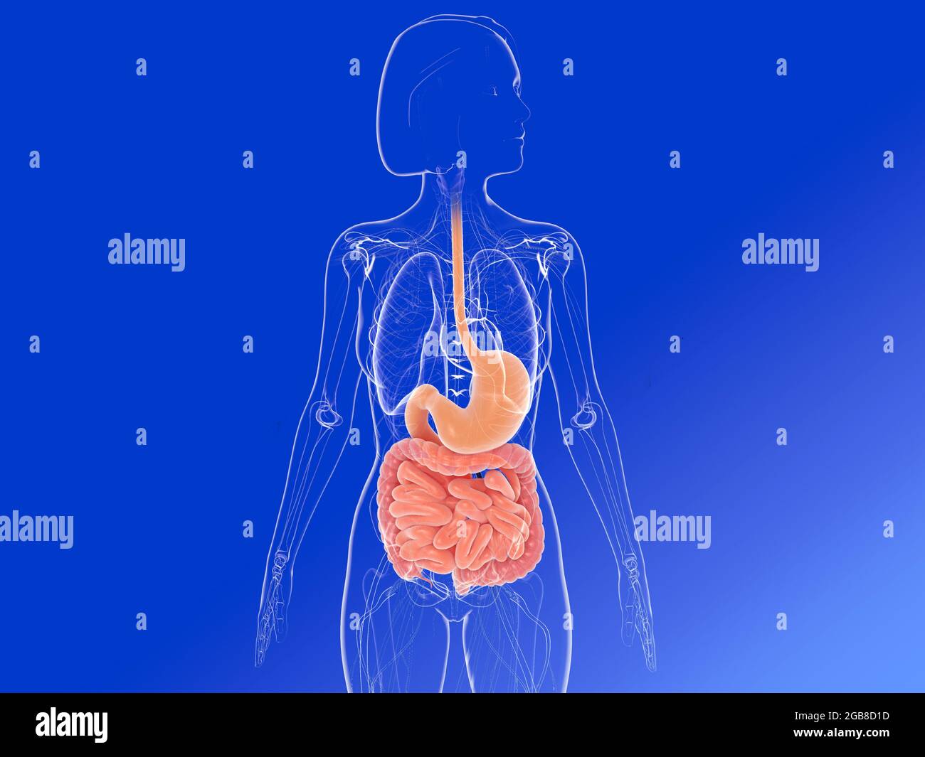 Illustrazione 3D della vista frontale dell'anatomia femminile, che mostra gli organi interni evidenziando lo stomaco e gli intestini. Immagine trasparente. Foto Stock