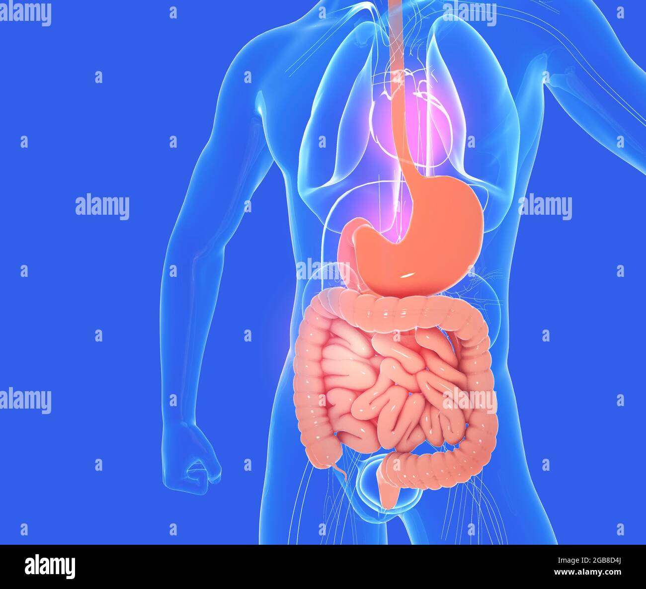 Illustrazione 3D del sistema digestivo dell'anatomia maschile, insieme ad altri organi interni. Immagine di vetro su sfondo blu, vista frontale. Foto Stock