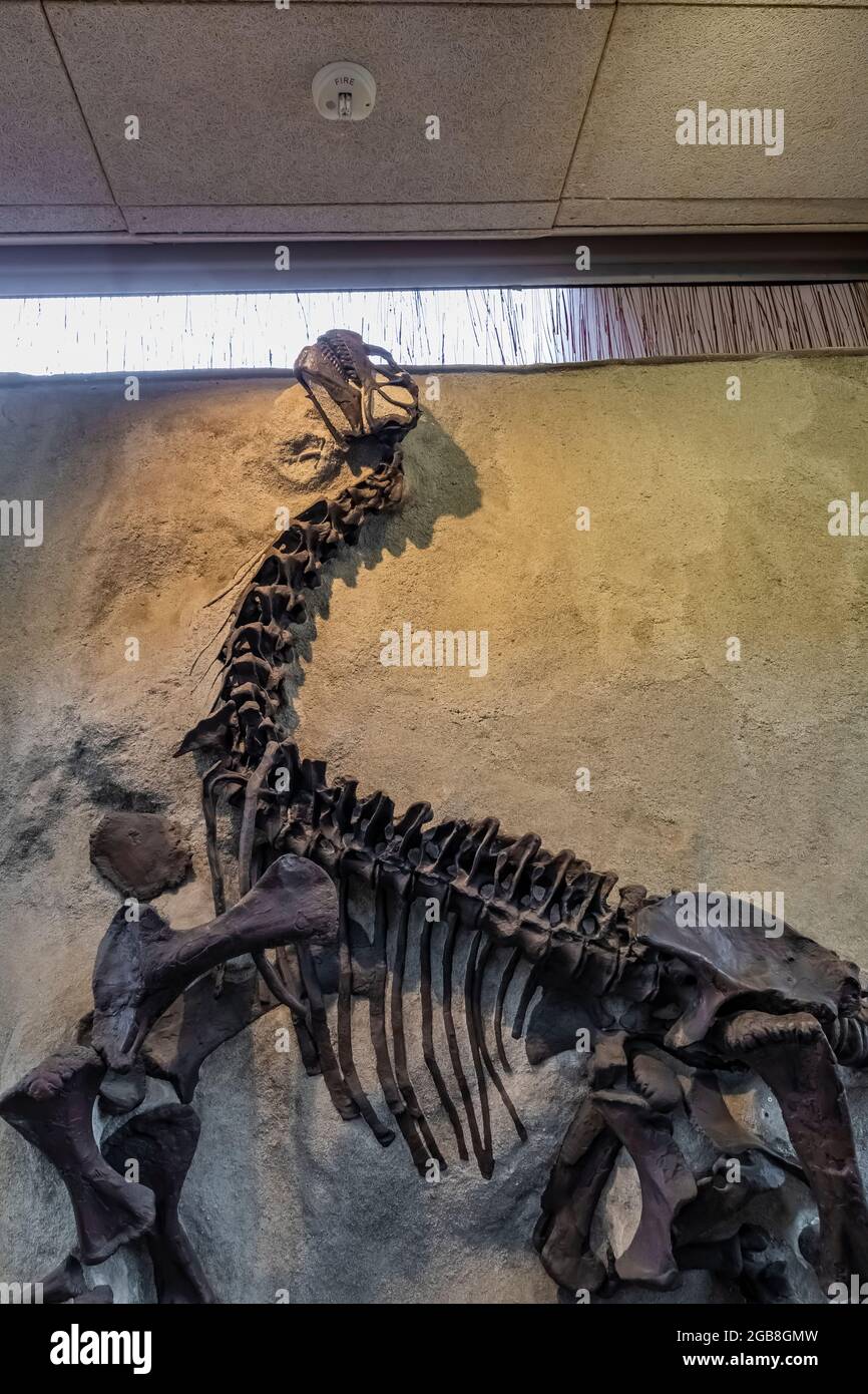 All'interno della Sala Esposizioni di Cave nel Dinosaur National Monument al confine tra Utah e Colorado, Stati Uniti Foto Stock