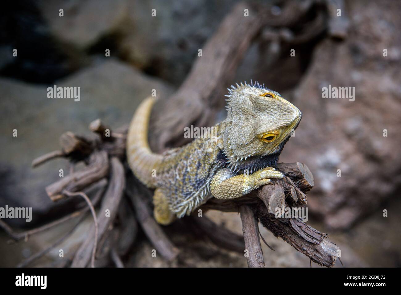 Un drago centrale visto al Parco degli Animali di Nyiregyhaza. Lo Zoo di Nyiregyhaza (Nyiregyhazi Allatpark e Parco degli Animali di Nyiregyhaza, conosciuto anche come Zoo di Sosto) si trova in una foresta di betulla naturale, quasi incontaminata, nel nord-est dell'Ungheria, vicino alla città di Nyiregyhaza. Lo zoo di Nyiregyhaza si trova a circa cinque chilometri dalla zona turistica di Sosto, dove si può rilassarsi con un bagno in spiaggia, un museo del villaggio e un parco. Nell'area di 30 ettari dello zoo, i visitatori si trovano in continenti, in modo che uno che entra può camminare lungo di loro per osservare come gli animali vivono in alcune parti del mondo. Foto Stock