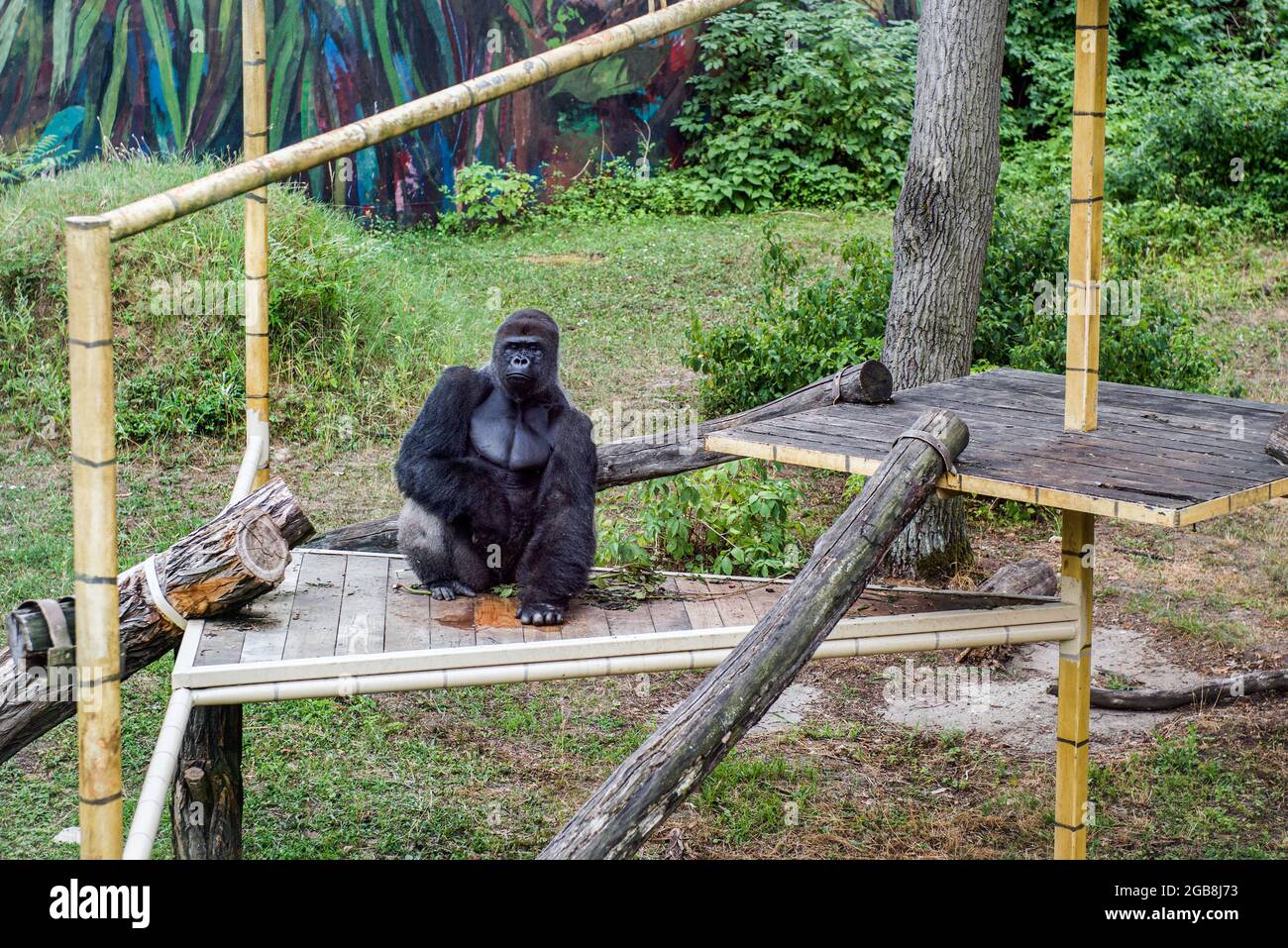 Un gorilla maschile visto al Parco degli Animali di Nyiregyhaza. Lo Zoo di Nyiregyhaza (Nyiregyhazi Allatpark e Parco degli Animali di Nyiregyhaza, noto anche come Zoo di Sosto) si trova in una foresta di betulla naturale, quasi incontaminata, nel nord-est dell'Ungheria, vicino alla città di Nyiregyhaza. Lo zoo di Nyiregyhaza si trova a circa cinque chilometri dalla zona turistica di Sosto, dove si può rilassarsi con un bagno in spiaggia, un museo del villaggio e un parco. Nell'area di 30 ettari dello zoo, i visitatori si trovano in continenti, in modo che uno che entra può camminare lungo di loro per osservare come gli animali vivono in alcune parti del mondo. Foto Stock