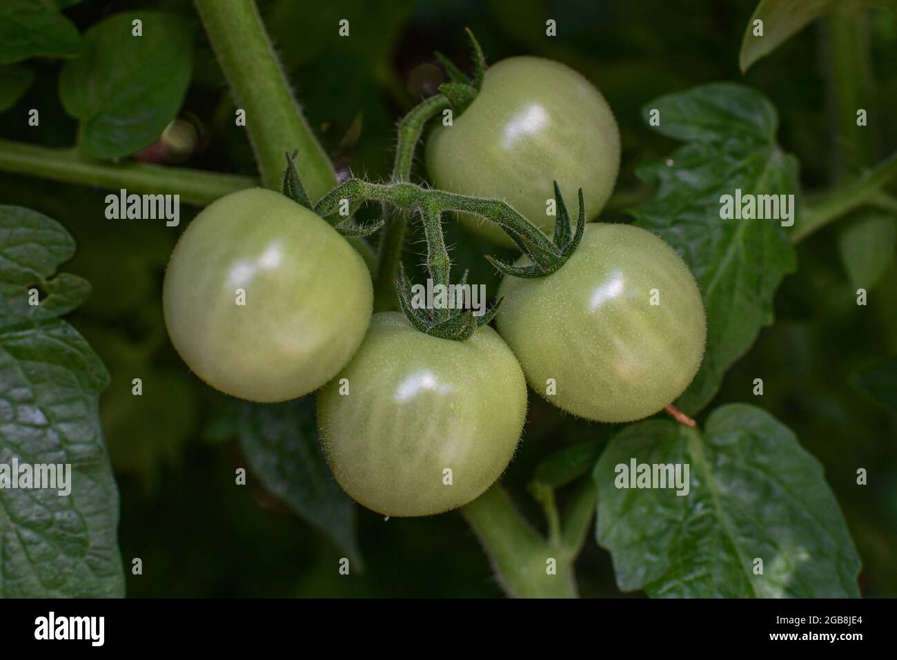 Pomodori sulla vite - pomodori ciliegini con pomodoro verde lycopersicon esculentum - giardino di piante di pomodoro - Solanum lycopersicum Foto Stock