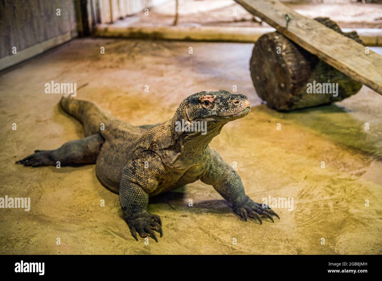 Il più grande lucertola del mondo, il drago Komodo visto al Parco degli Animali di Nyiregyhaza. Lo Zoo di Nyiregyhaza (Nyiregyhazi Allatpark e Parco degli Animali di Nyiregyhaza, conosciuto anche come Zoo di Sosto) si trova in una foresta di betulla naturale, quasi incontaminata, nel nord-est dell'Ungheria, vicino alla città di Nyiregyhaza. Lo zoo di Nyiregyhaza si trova a circa cinque chilometri dalla zona turistica di Sosto, dove si può rilassarsi con un bagno in spiaggia, un museo del villaggio e un parco. Nell'area di 30 ettari dello zoo, i visitatori si trovano in continenti, in modo che uno che entra può camminare lungo di loro per osservare come gli animali vivono in certa Foto Stock