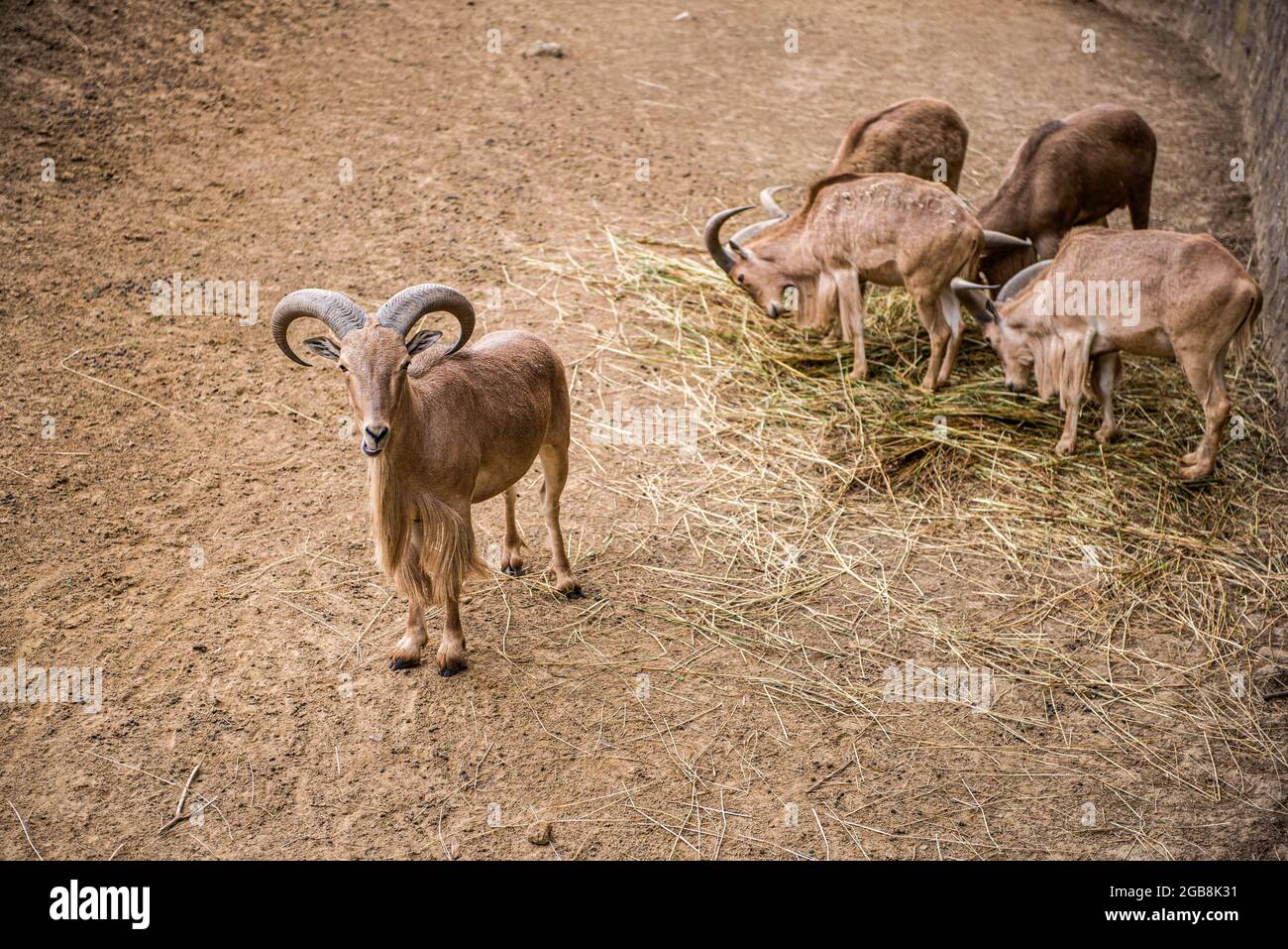 16 luglio 2021, Nyiregyhaza, Ungheria: Pecore barbarie viste al Nyiregyhaza Animal Park.The Nyiregyhaza Zoo (Nyiregyhazi Allatpark e Animal Park di Nyiregyhaza, noto anche come Sosto Zoo) si trova in una foresta naturale, quasi intatta, nel nord-est di betulla vicino alla città di Nyiryhaza. Lo zoo di Nyiregyhaza si trova a circa cinque chilometri dalla zona turistica di Sosto, dove si può rilassarsi con un bagno in spiaggia, un museo del villaggio e un parco. Nell'area di 30 ettari dello zoo, i visitatori si trovano in continenti, in modo che uno che entra può camminare lungo di loro per osservare come gli animali vivono in cert Foto Stock