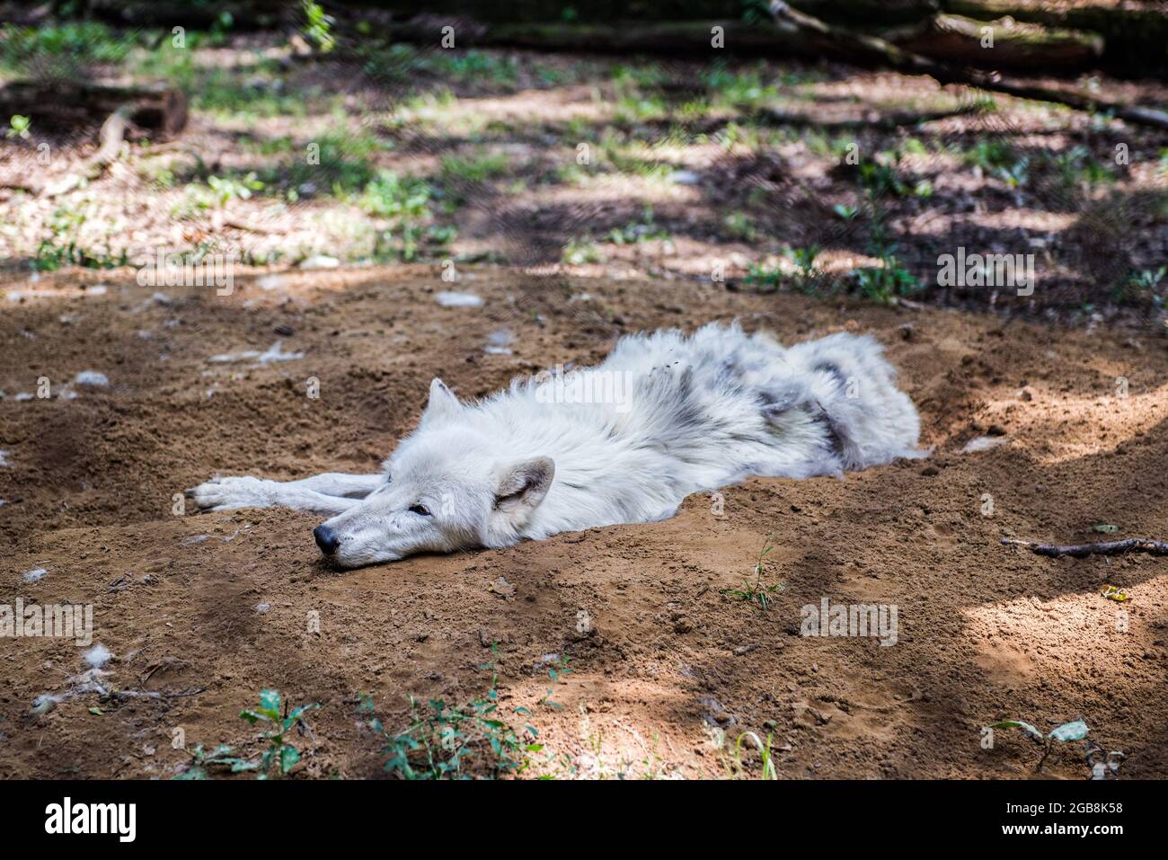 16 luglio 2021, Nyiregyhaza, Ungheria: Un lupo artico visto al Nyiregyhaza Animal Park.The Nyiregyhaza Zoo (Nyiregyhazi Allatpark e Animal Park di Nyiregyhaza, noto anche come Sosto Zoo) si trova in una foresta naturale, quasi intatta di betulla nel nord-est dell'Ungheria, vicino alla città di Nyirighaza. Lo zoo di Nyiregyhaza si trova a circa cinque chilometri dalla zona turistica di Sosto, dove si può rilassarsi con un bagno in spiaggia, un museo del villaggio e un parco. Nell'area di 30 ettari dello zoo, i visitatori si trovano in continenti, in modo che uno che entra può camminare lungo di loro per osservare come gli animali vivono in cer Foto Stock