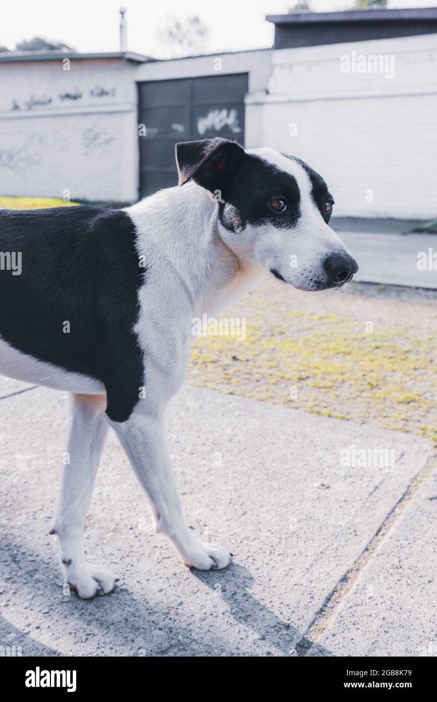 Cane bianco con macchie nere guardando la macchina fotografica e camminando. Concetto PET Foto Stock